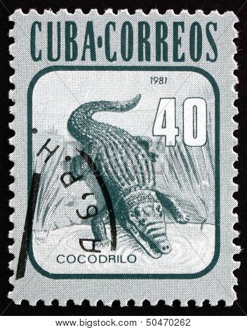 Postage Stamp Cuba 1981 American Crocodile, Reptile