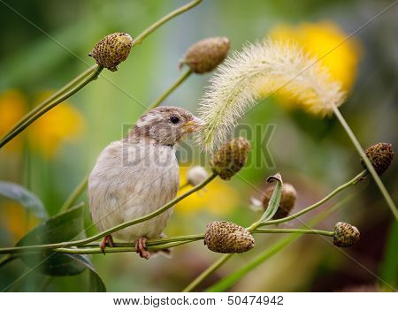 House sparrow sitting on a grass stalk