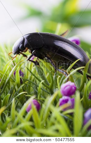 Insect