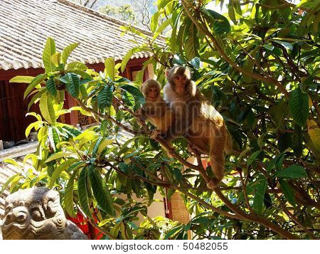 monkey