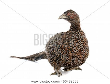 Female European Common Pheasant