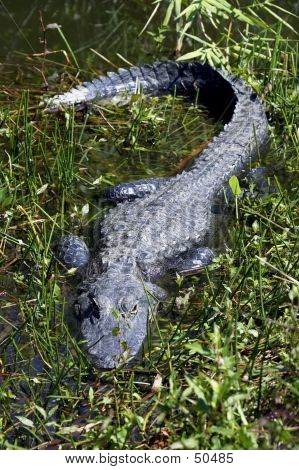 Cocodrilo en hierba estado de Everglades National Park Florida Estados Unidos