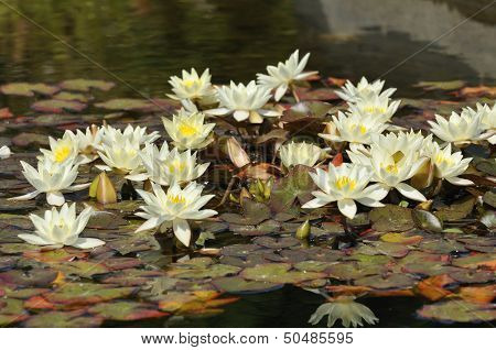 Dwarf Yellow Water-lily