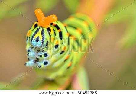 Wild larva of Papilio Macaone