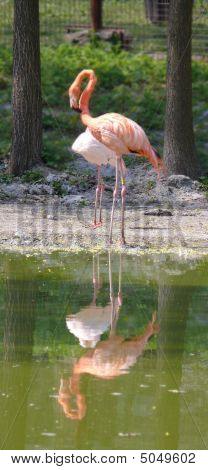 Aves