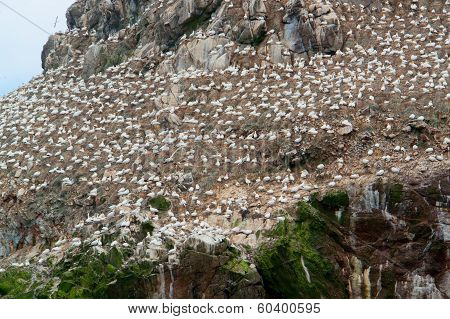 Detail Of A Bird Sanctuary At Seven Islands