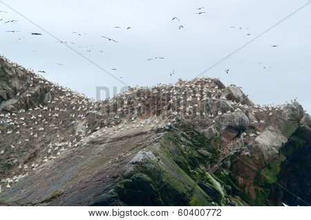 Bird Sanctuary Detail At Seven Islands