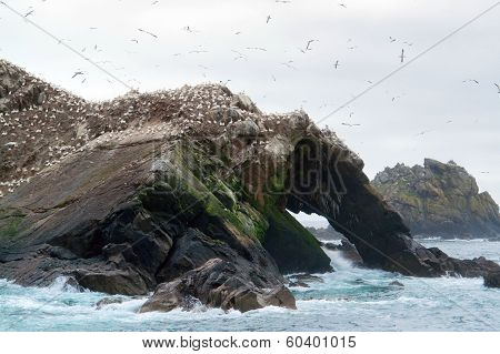 Bird Sanctuary At Seven Islands