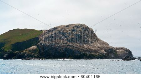 Distant Bird Sanctuary At Seven Islands