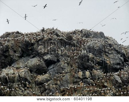 Mountain Top With Bird Sanctuary At Seven Islands