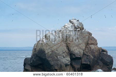 Bird Sanctuary At Seven Islands