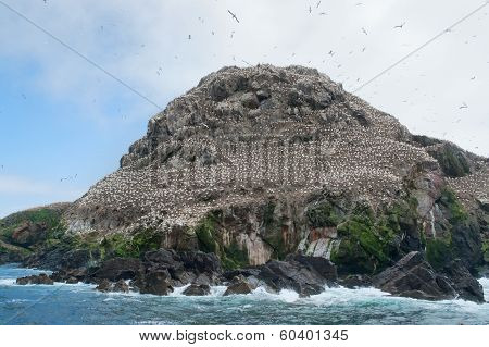 Big Bird Sanctuary At Seven Islands