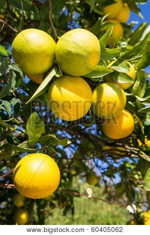 Organic Orange Tree.