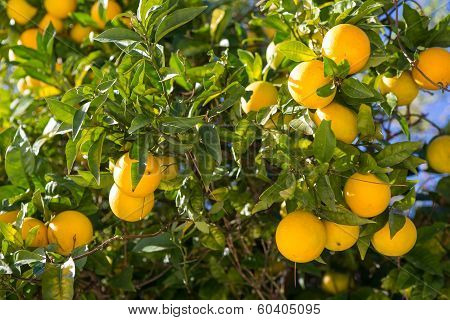 Organic Orange Tree.