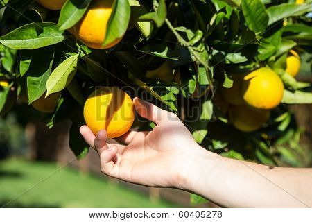 Hand Collecting Up A Tangerine From A Tree