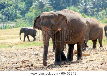 Elephants in park, Pinawella, Sri Lanka