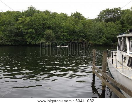 Swans on the lake