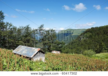 wooden hut and tobacco plantation in 