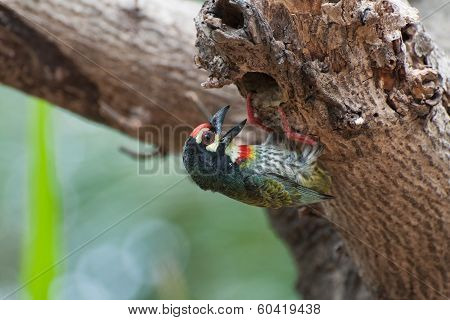 Coppersmith Barbet bird (Megalaima haemacephala)