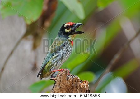 Coppersmith Barbet bird (Megalaima haemacephala)