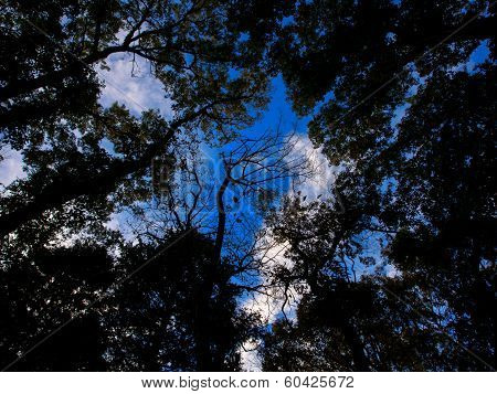 Look up to the sky through leaves and trees