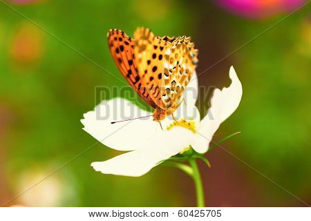 Brenthis daphne, Marbled fritillary butterfly on white cosmos flower, Japan