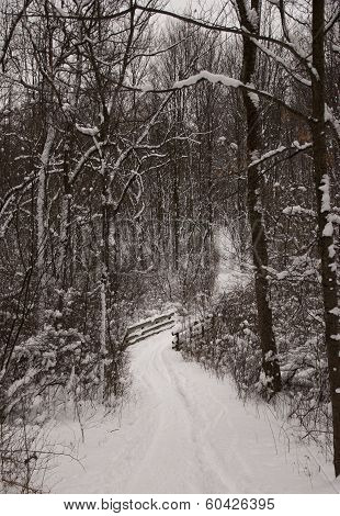 Snowy Path Alone