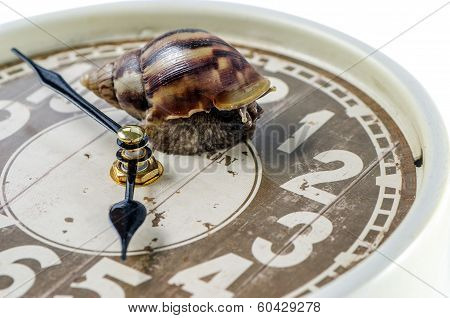 Snail on an alarm clock time concept.