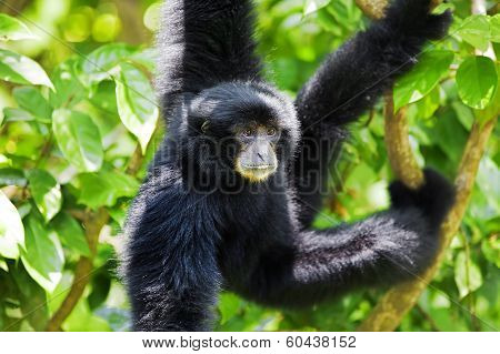 Siamang Gibbon
