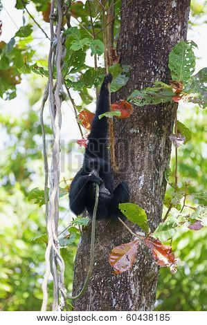 Siamang Gibbon
