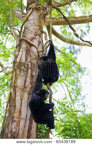 Siamang Gibbons