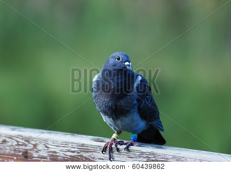Pigeon