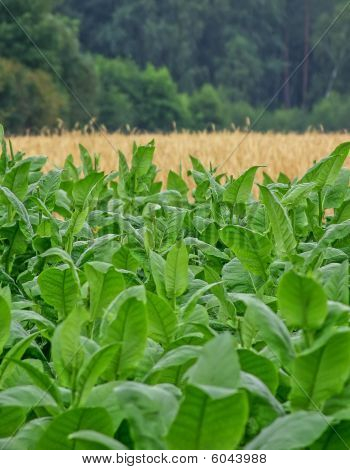 Plante de tabac
