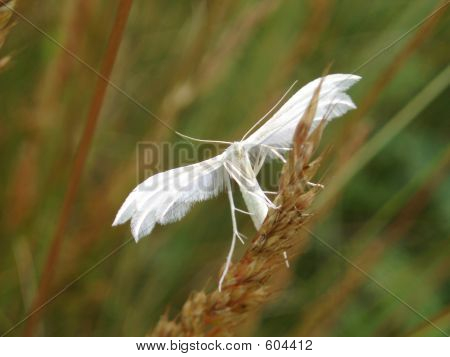 화이트 깃털 나 방