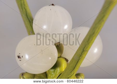 Mistletoe berries