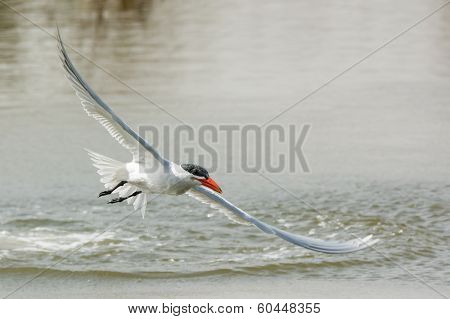 Caspian Tern Airborne Again After A Dive
