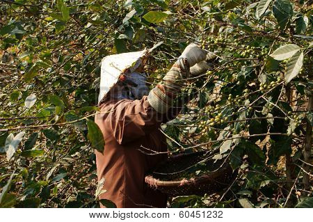 Farmer Harvesting Coffee Grain