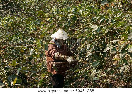 Farmer Harvesting Coffee Grain