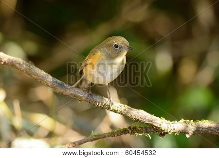 Female Himalayan Bluetail (tarsiger Rufilatus)