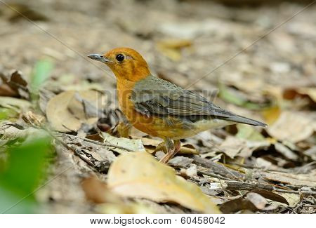 Female Orange-headed Thrush (zoothera Citrina)
