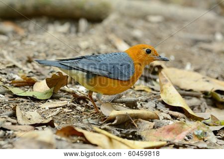 Male Orange-headed Thrush (zoothera Citrina)