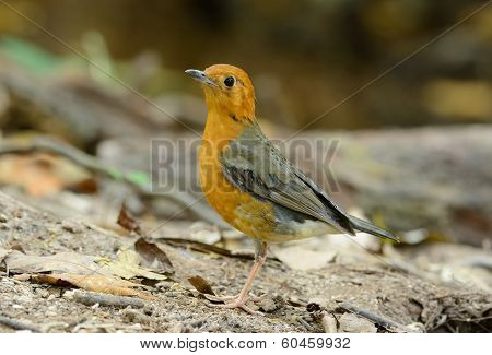 Female Orange-headed Thrush (zoothera Citrina)