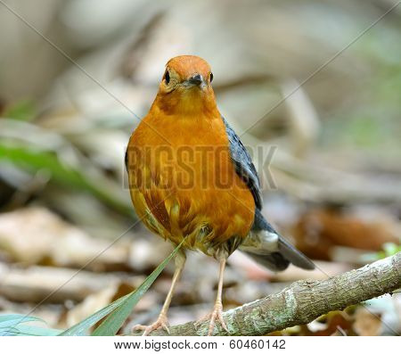 Male Orange-headed Thrush (zoothera Citrina)