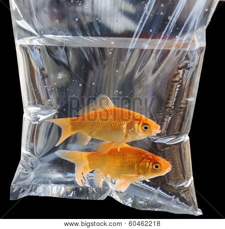 Cute pair of fish