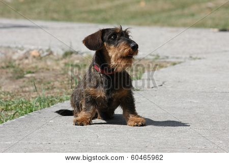Coarse Haired Dachshund