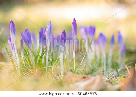 Heralds of Spring