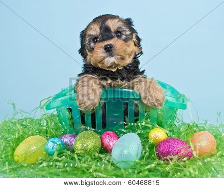 Easter Puppy