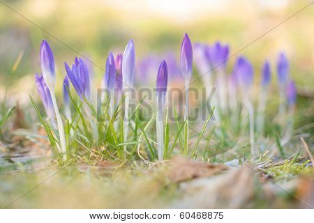 Heralds of Spring