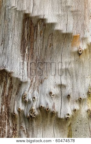 Plane Tree Bark Close Up