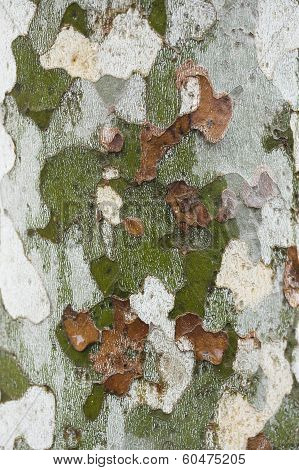 Plane Tree Bark Close Up